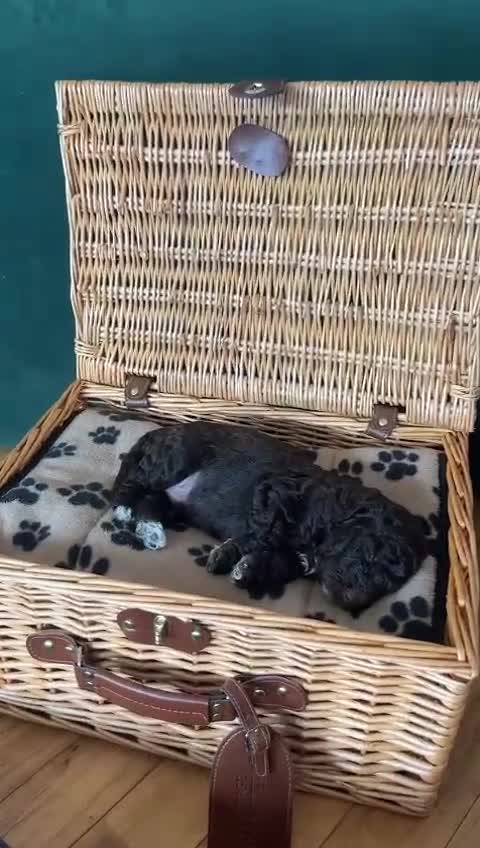 Cockapoo dogs for sale: Two coloured stunning Cockapoos available - Video 1