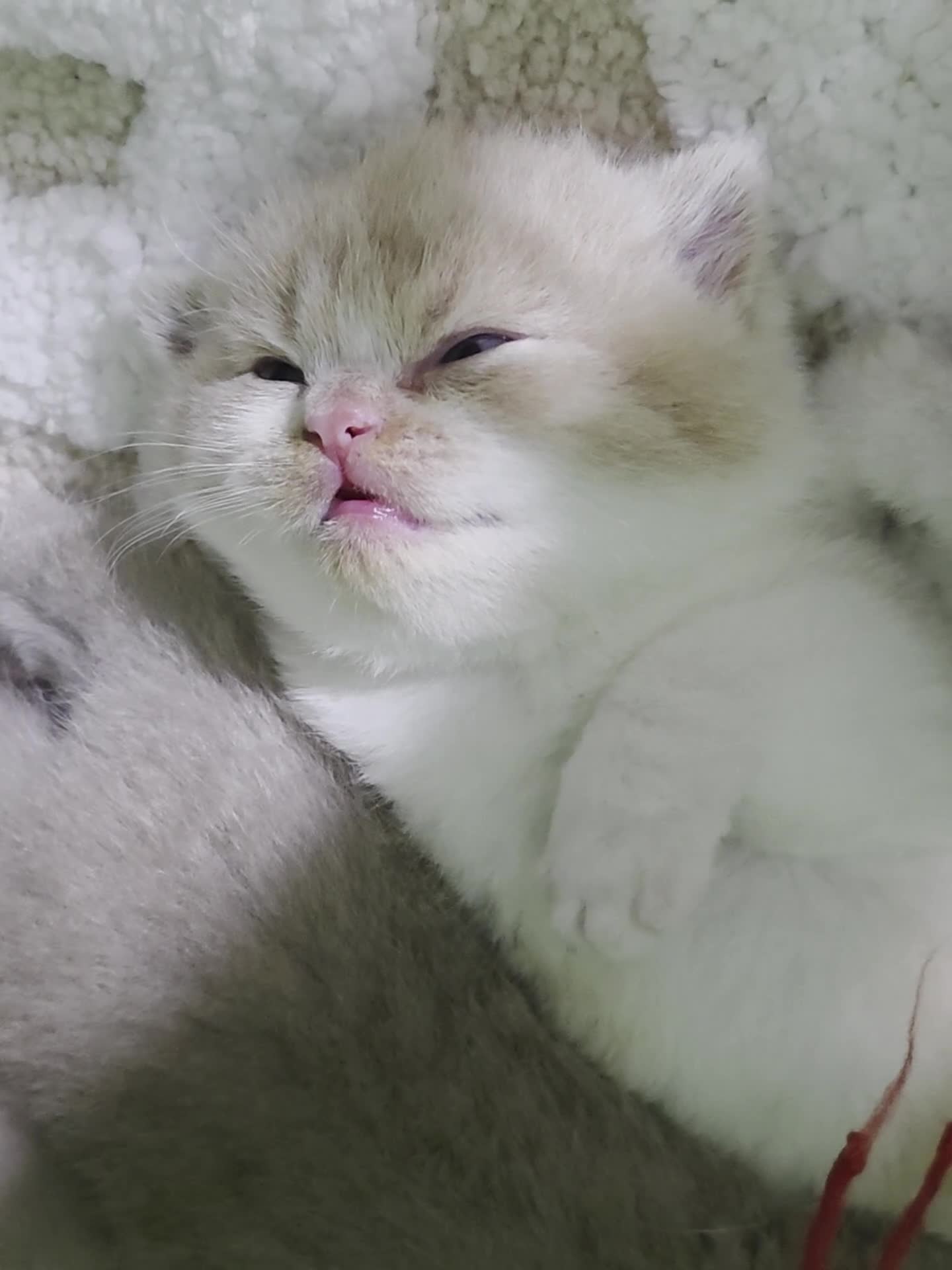 British Shorthair cats for sale: Champion British Shorthair kittens *health tested* - Video 1