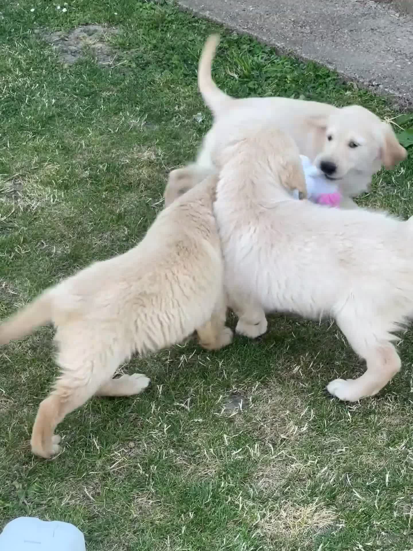 Golden Retriever dogs for sale: 7 Beautiful Golden retriever puppies  - Video 1
