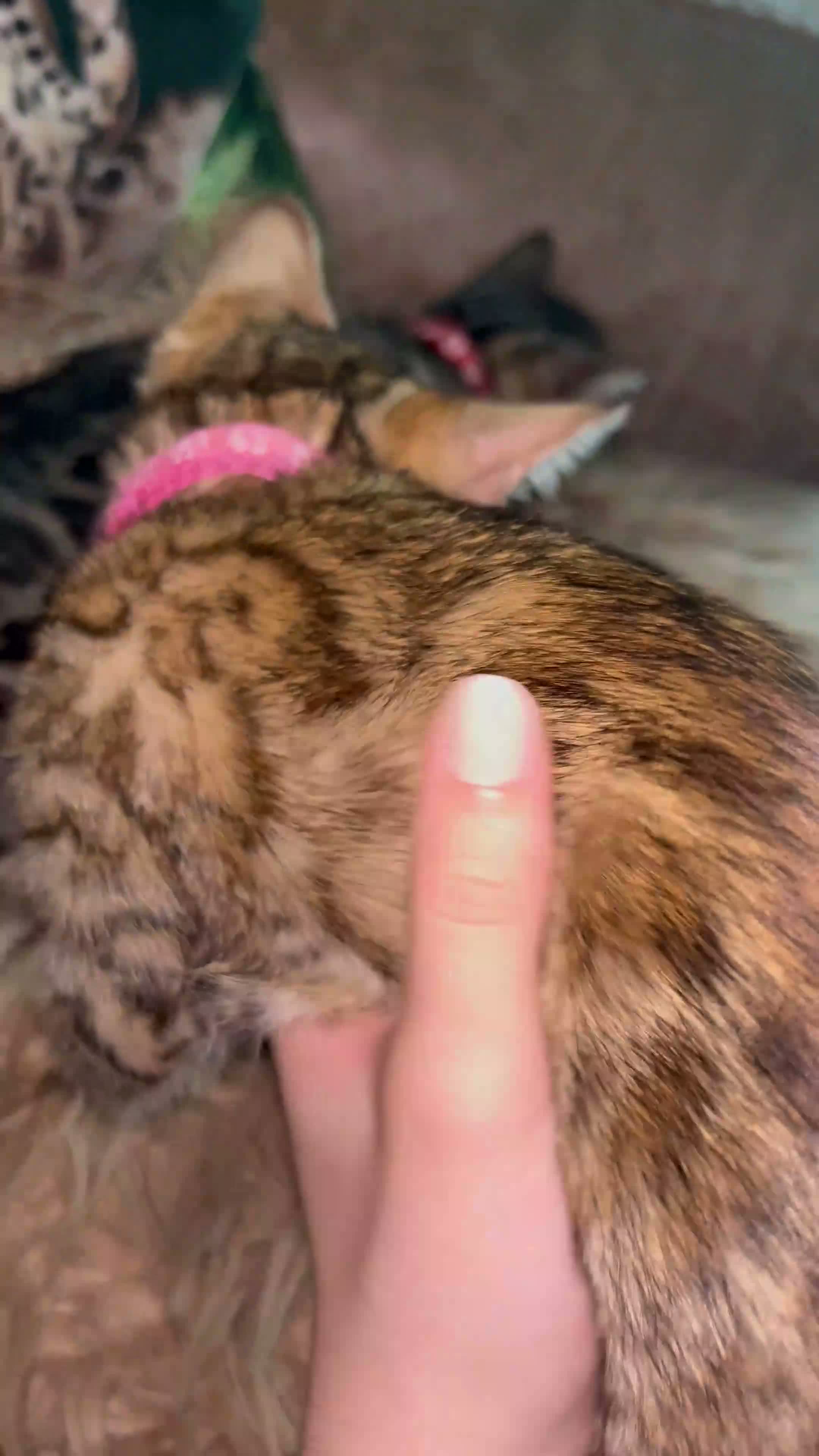 Bengal cats for sale: Pure Bengal Kittens ❤️ready for their new home 🏡  - Video 1