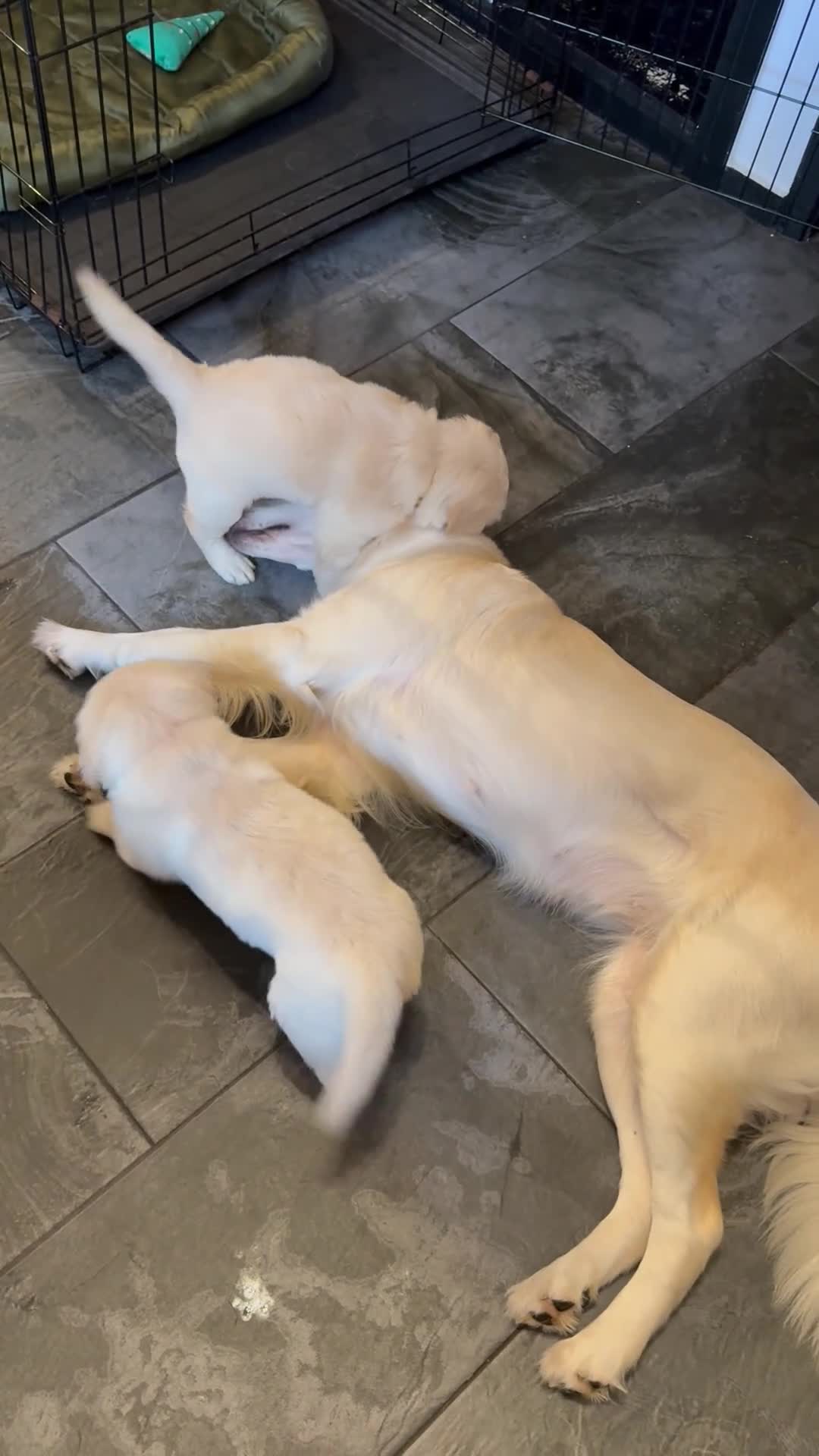 Golden Retriever dogs for sale: KC Registered Golden Retriever puppies.  - Video 2