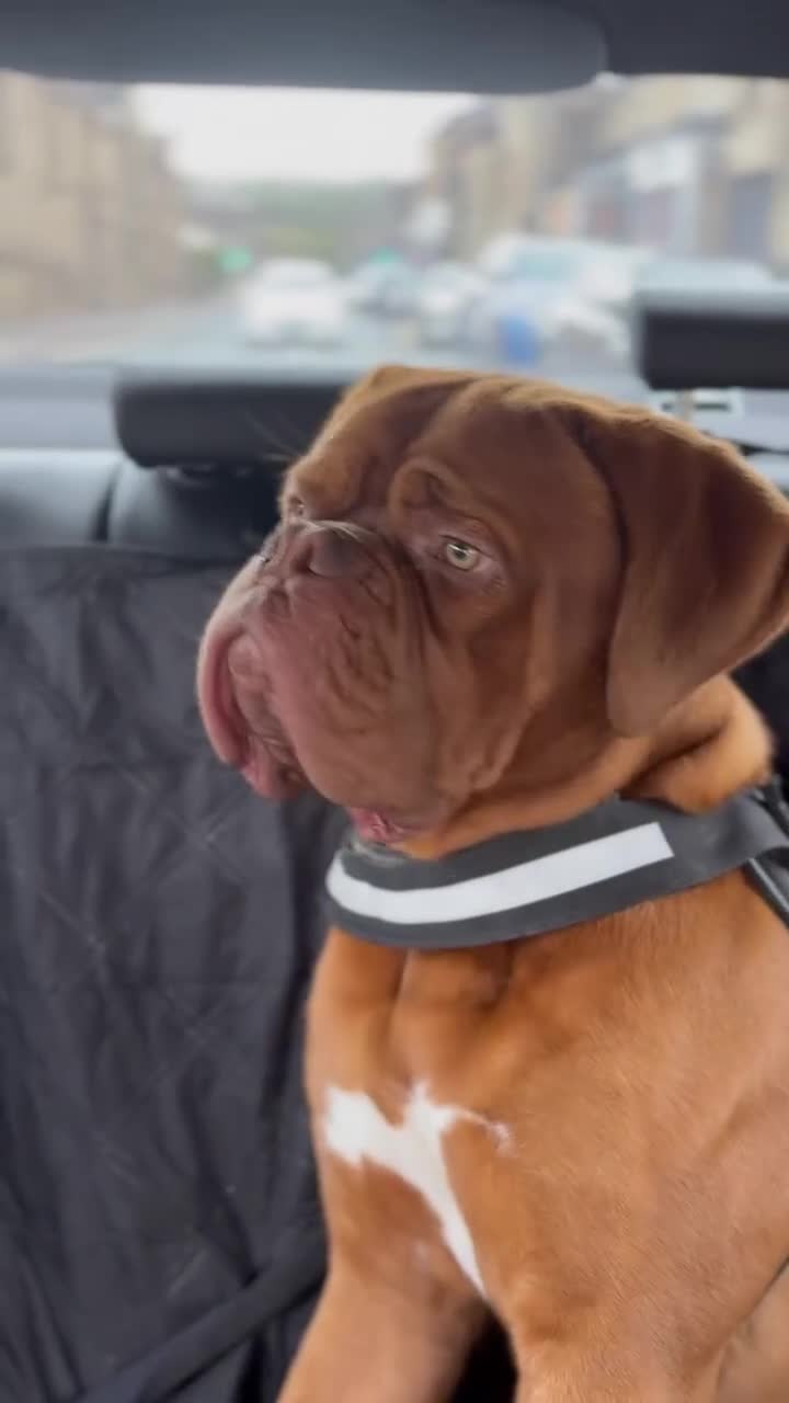Dogue De Bordeaux dogs for stud: STUD Dogue de Bordeaux  - Video 1