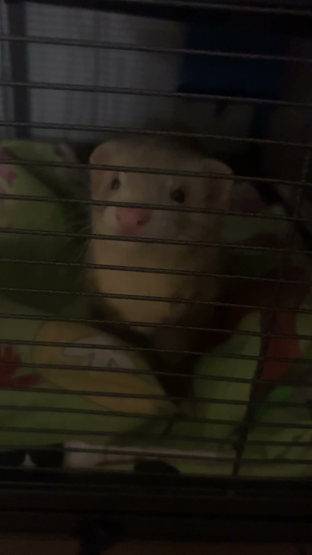 Ferret rodents for sale: 2 Ferrets for sale  in Slough - Video 2