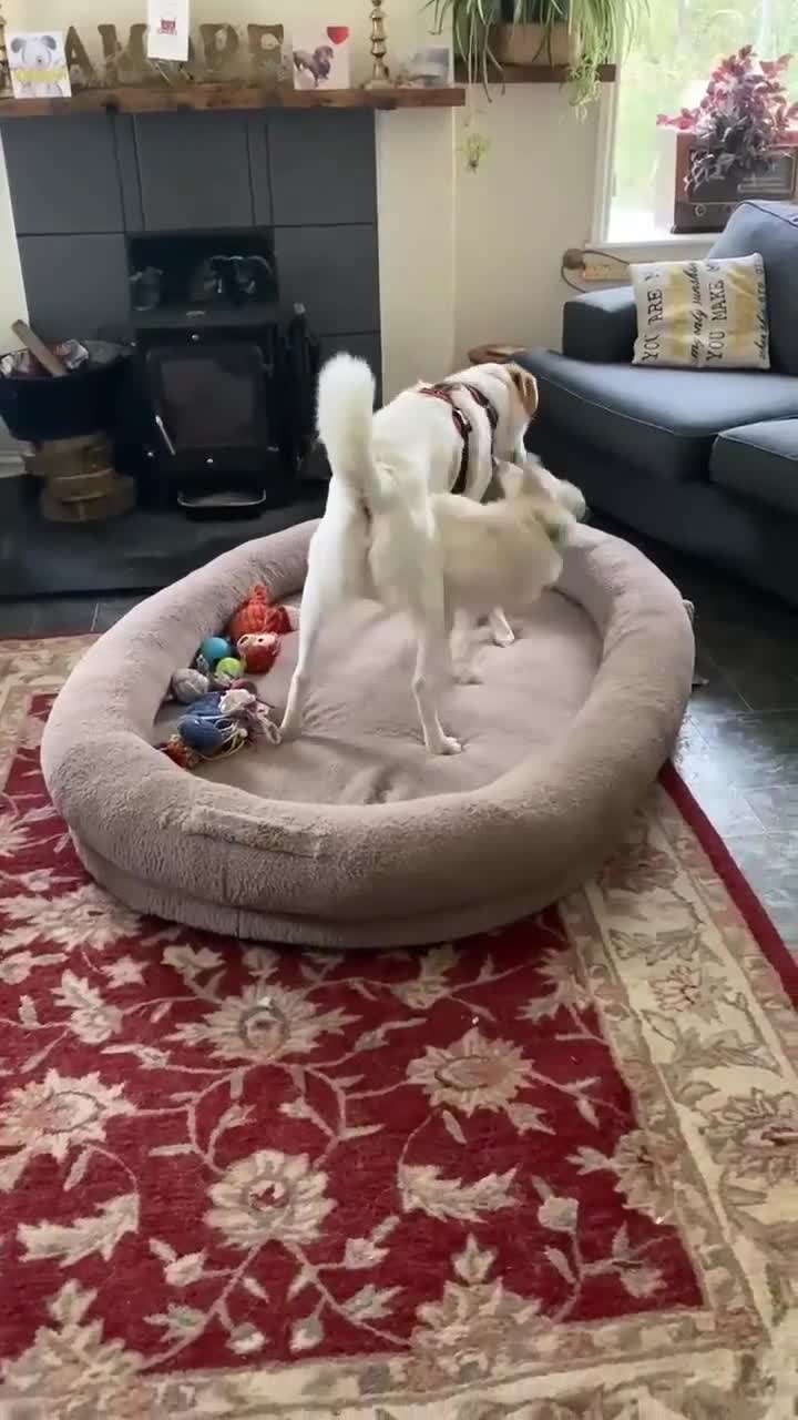 Mixed Breed dogs for adoption: Adorable Abbie is still Looking for Love 🐾 - Video 3