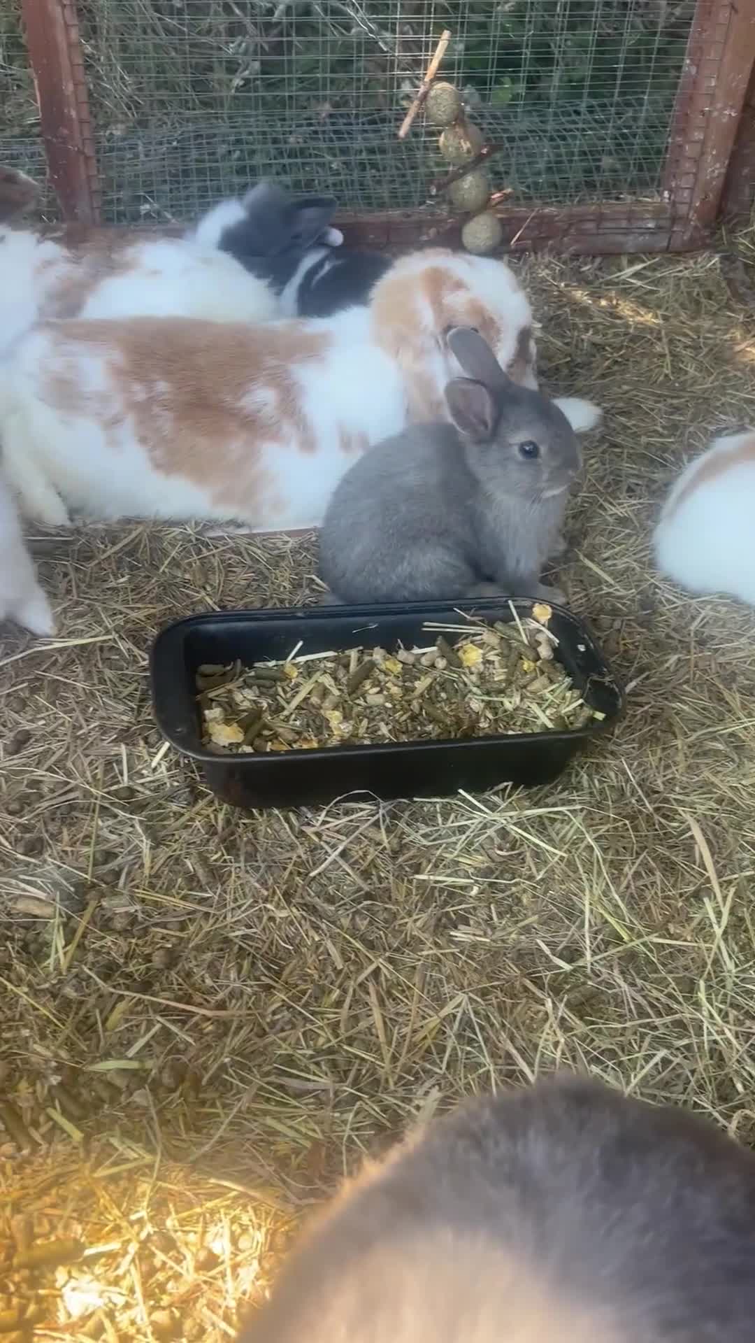 Lionhead rabbits for sale: Lionhead Rabbits Dwarf Mini Lops Does / Bucks  in Romsey - Video 1