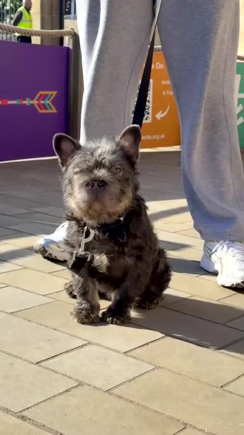 French Bulldog dogs for sale: 🐾💙 Blue French Bulldog Boy Available 💙🐾 in Nottingham - Video 1