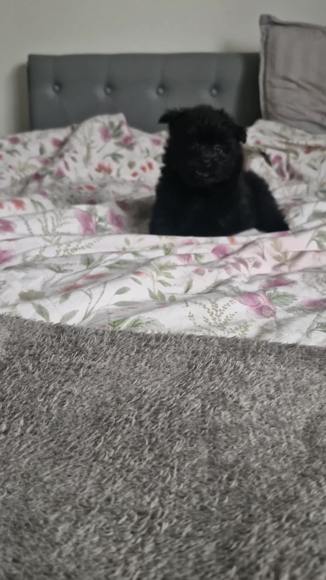 Pomapoo dogs for sale: ✨ Beautiful Pomapoo Puppies – 1,600 ✨ - Video 1