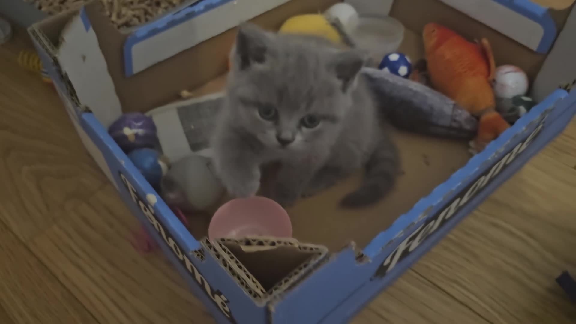 British Shorthair cats for sale: GCCF British Shorthair Kittens - Video 4