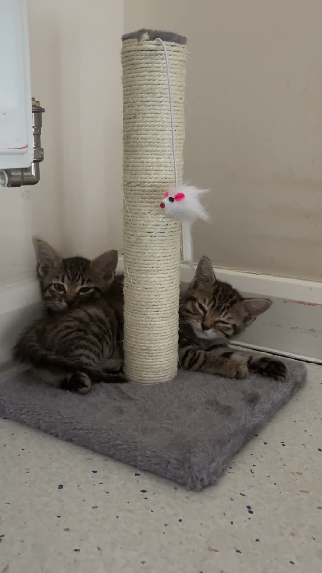 Mixed Breed cats for sale: 2 gorgeous tabby kittens - Video 4