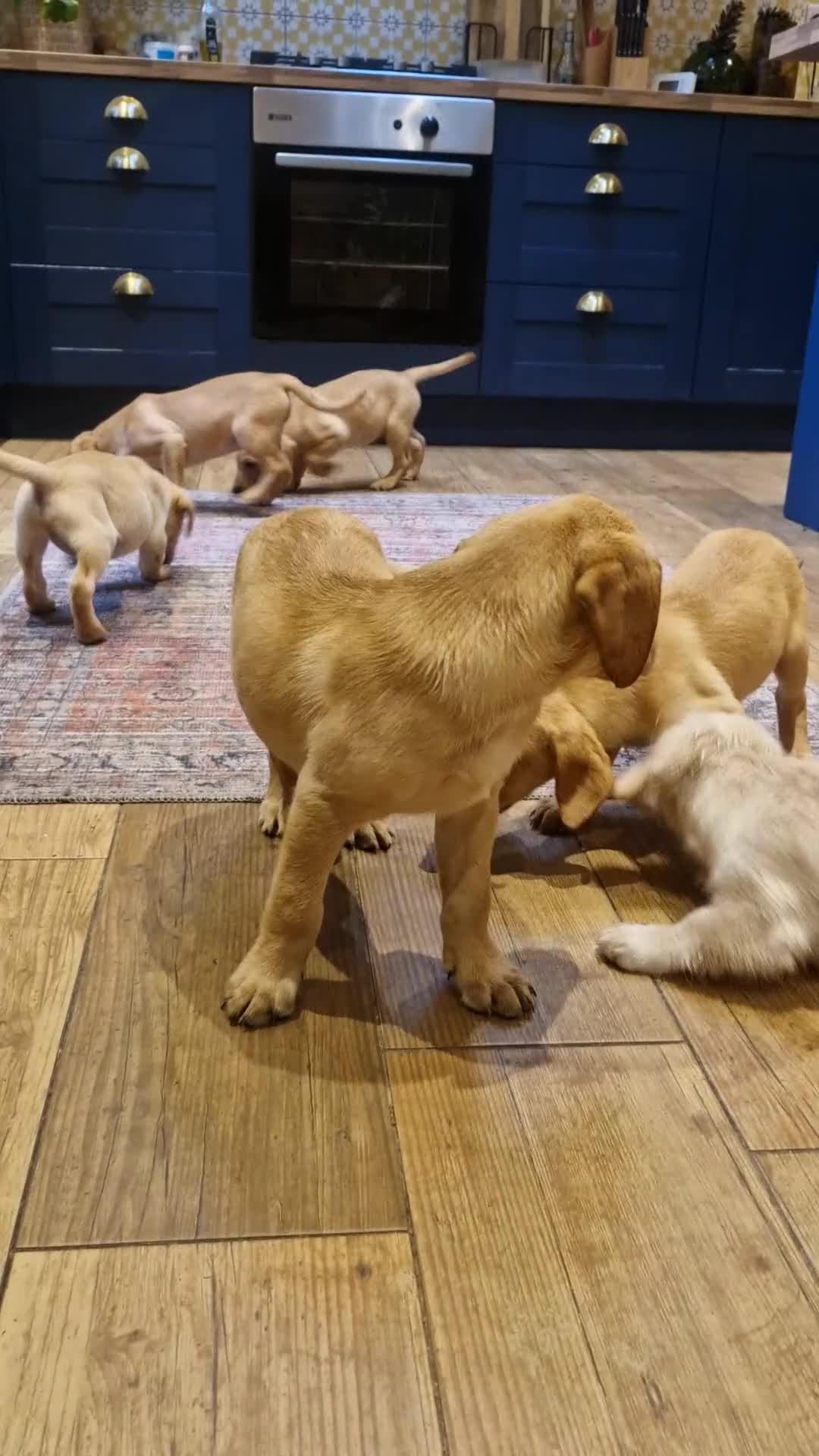 Labrador Retriever dogs for sale: KC reg Lab Retriever girls ready now - Video 1
