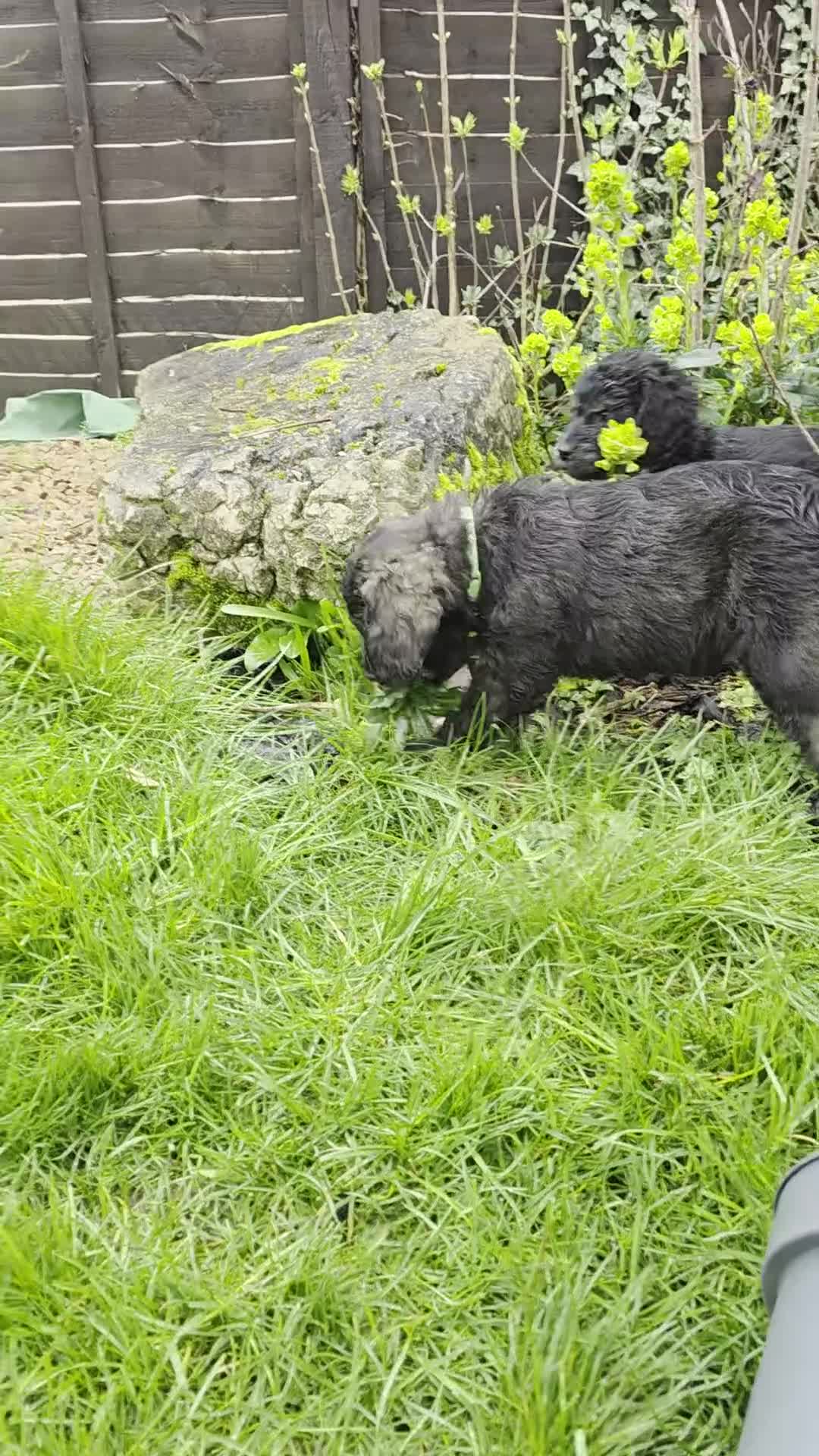 Goldendoodle dogs for sale: Outstanding F1 Goldendoodle Puppies - Video 4