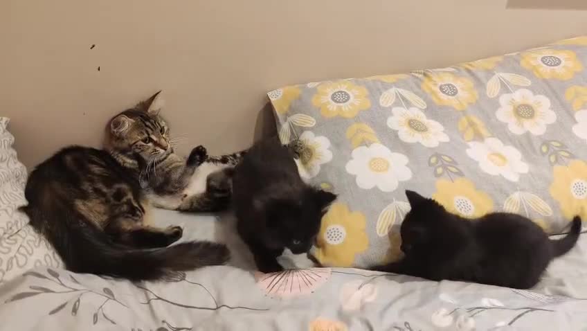 Mixed Breed cats for sale: Small mixed breed boy - Video 1