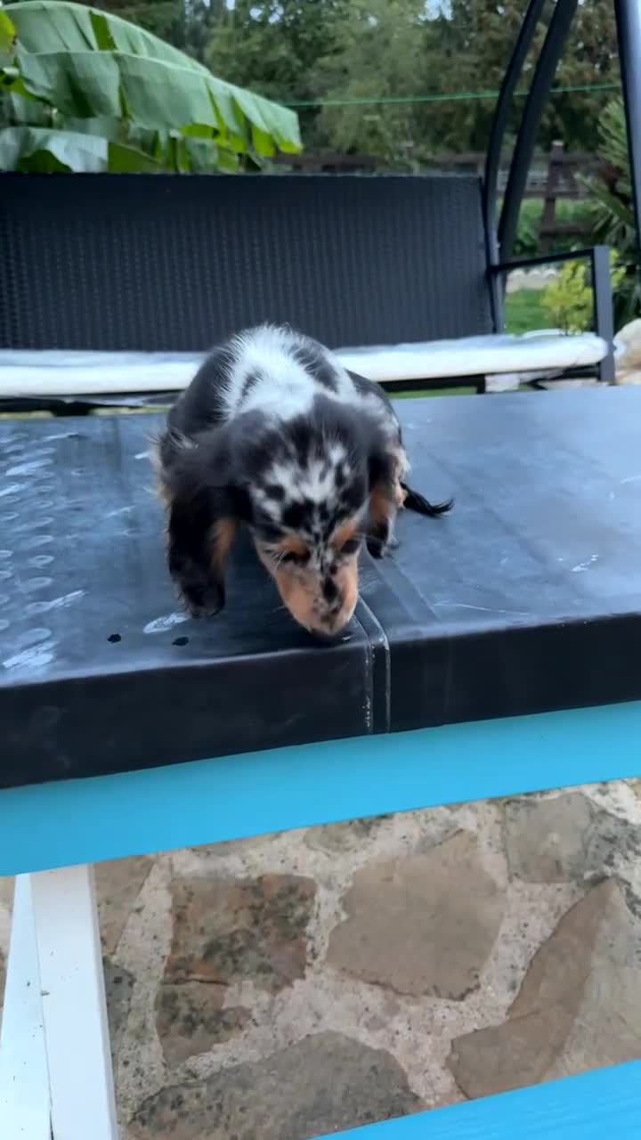 Miniature Dachshund dogs for sale: Miniature long haired dachshund puppy’s  - Video 2