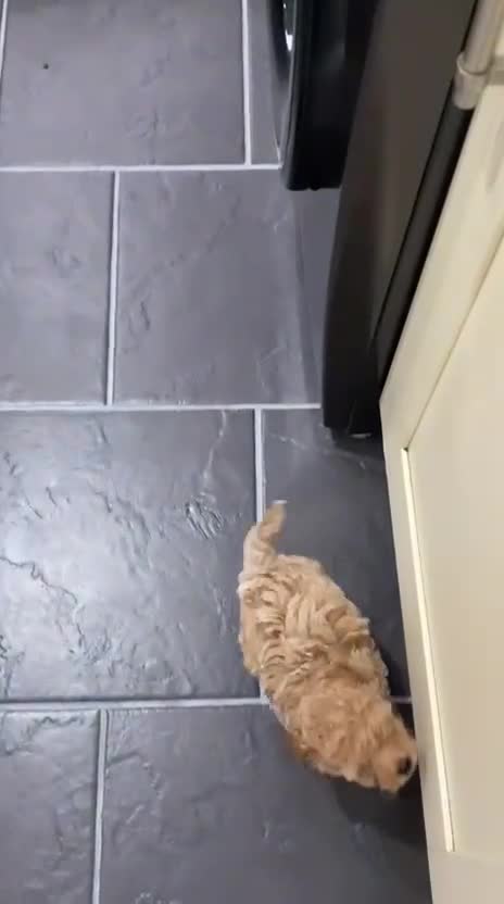 Poochon dogs for sale: ♥️🐶🧸  RARE TINY ASIAN TOY POOCHONS FOR SALE ♥️ - Video 3