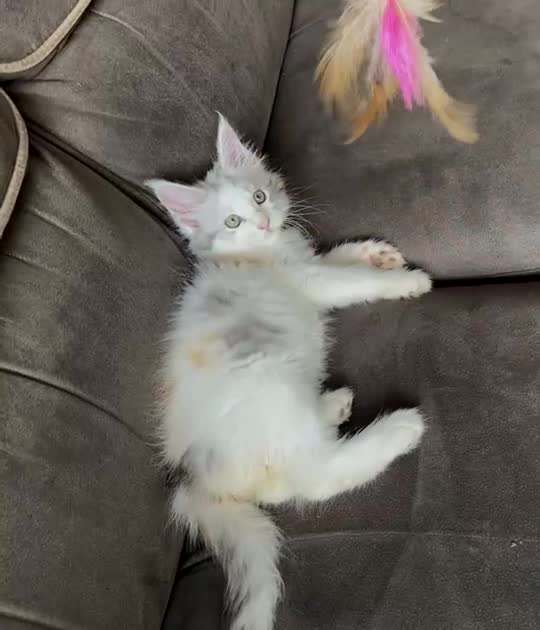 Maine Coon cats for sale: Purebred Maine Coon kittens for sale. - Video 1