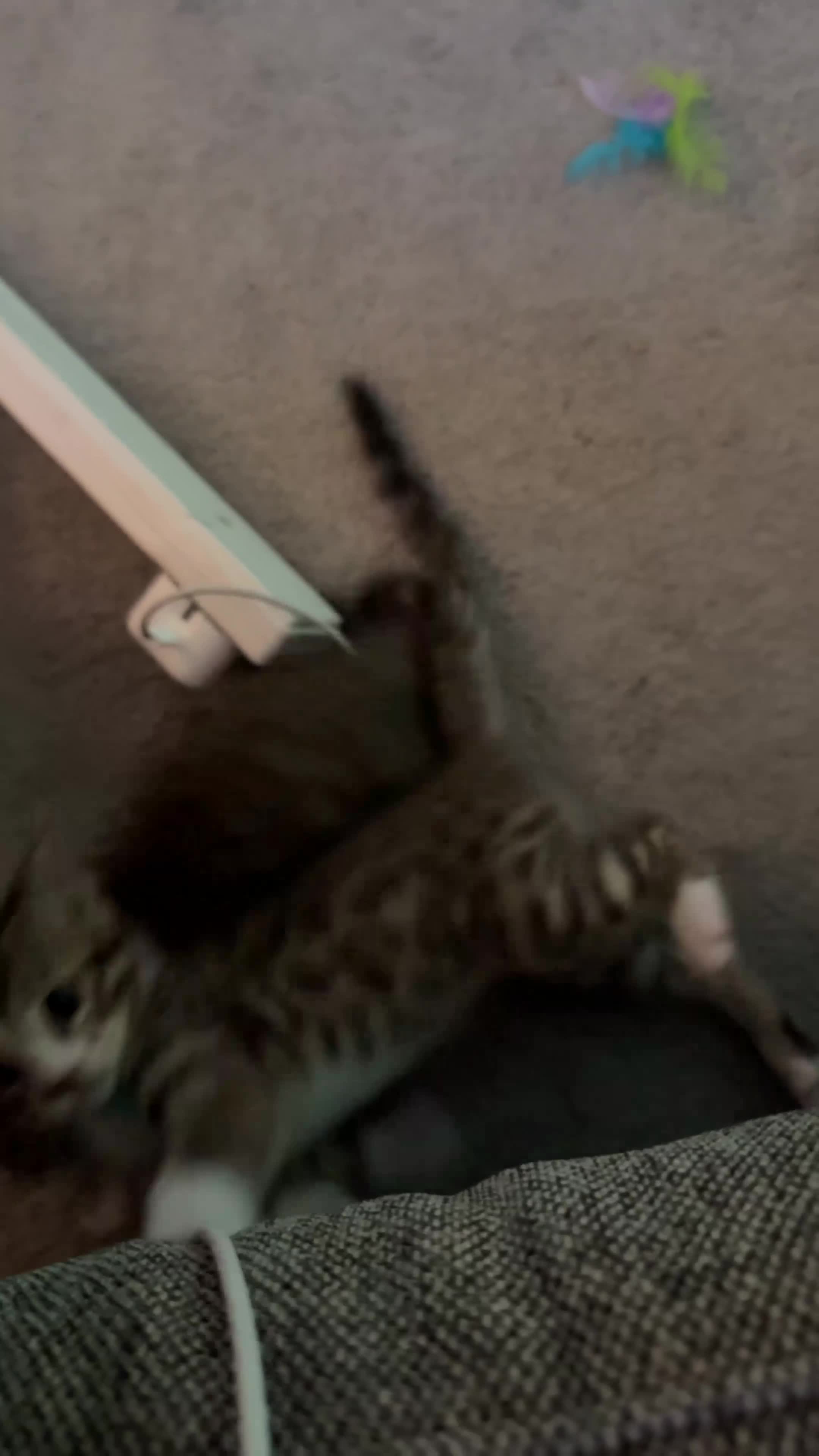 Bengal cats for sale: 4 x Beautiful Male Bengal Cross - Video 1