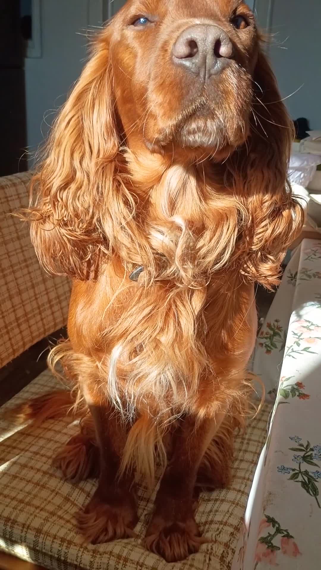 Cocker Spaniel dogs for sale: Well trained, loyal, cocker spaniel boy - Video 1