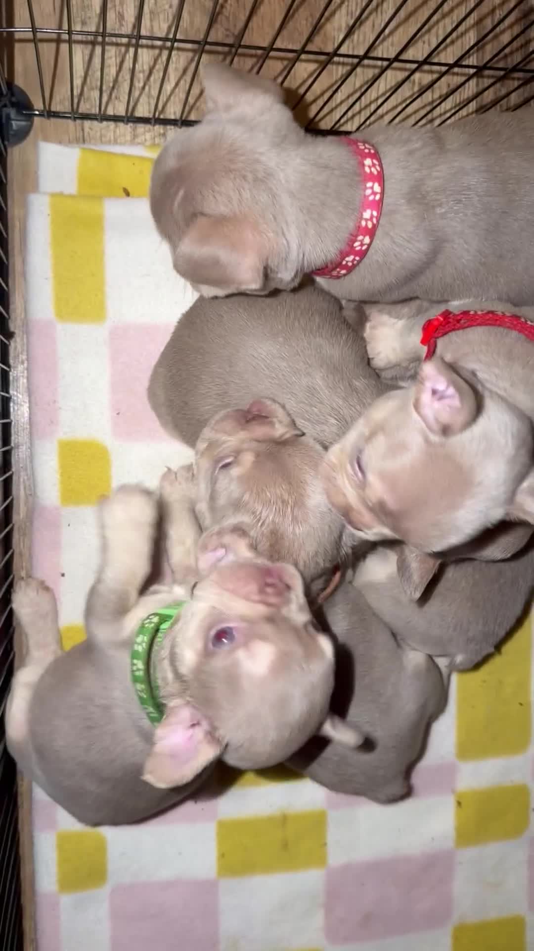 French Bulldog dogs for sale: 6 beautiful Isabella and tan  - Video 1