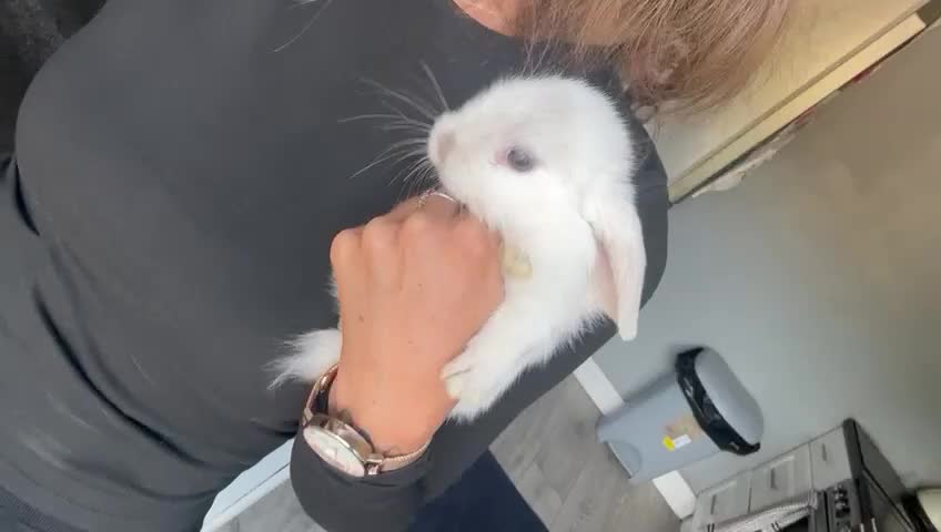Mini Lop rabbits for sale: 2 white blue eyed mini lop bunnies  - Video 1
