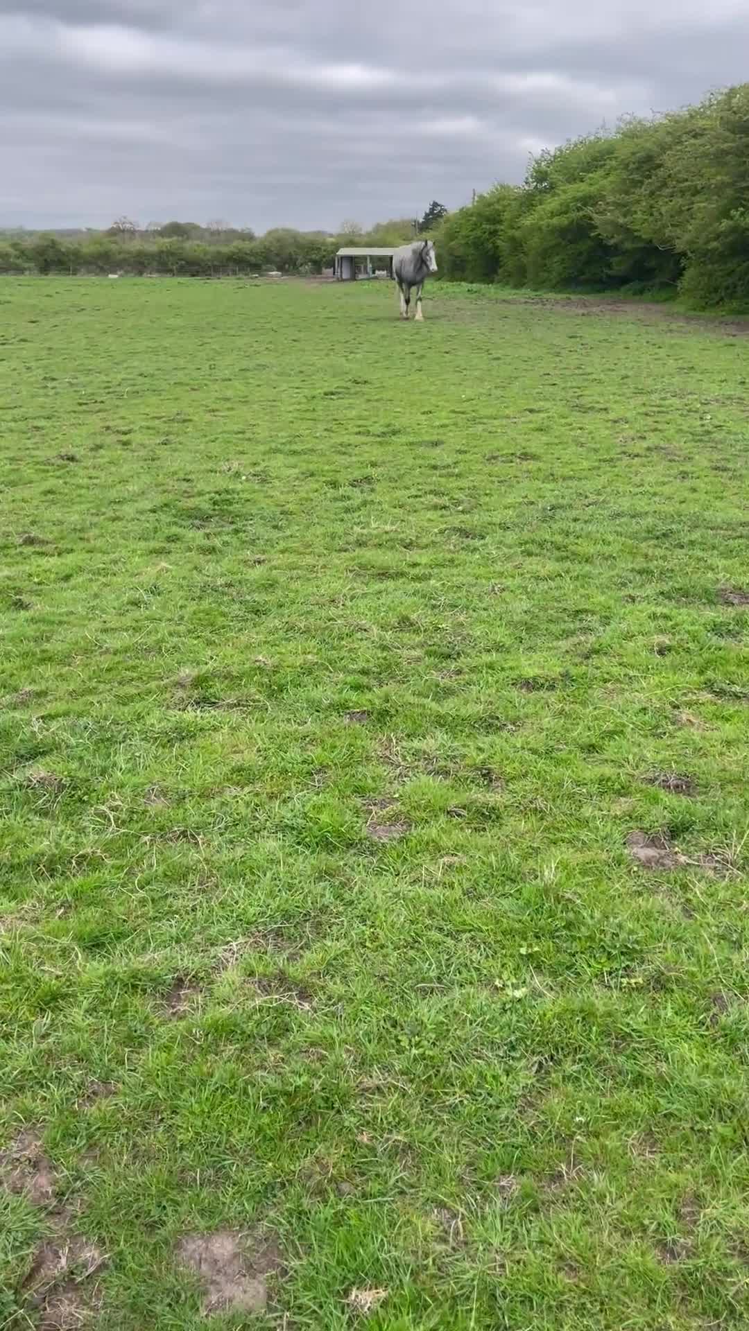 Shetland pony horses for sale: Shire grey 2 year old gelding - Video 1