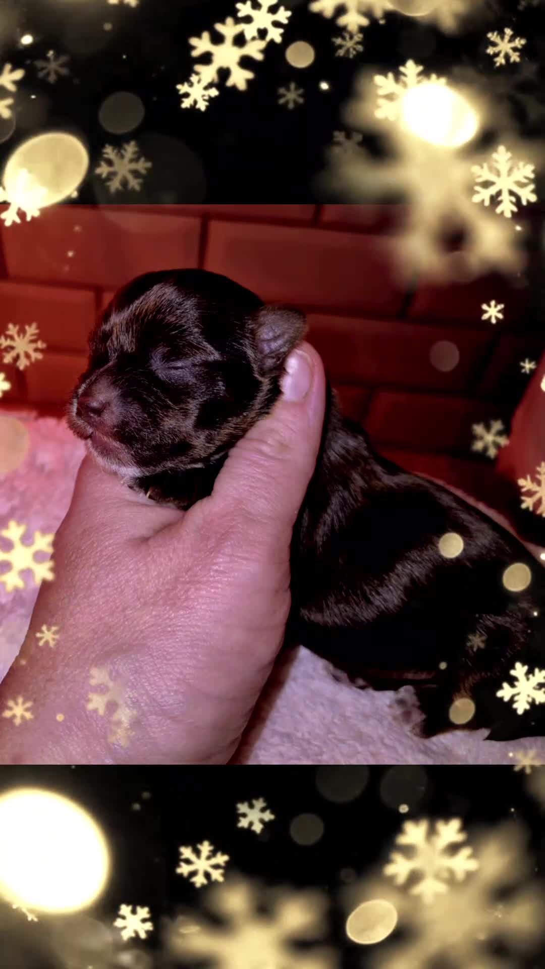 Yorkshire Terrier dogs for sale: Yorkshire Terrier puppies chocolate  - Video 1