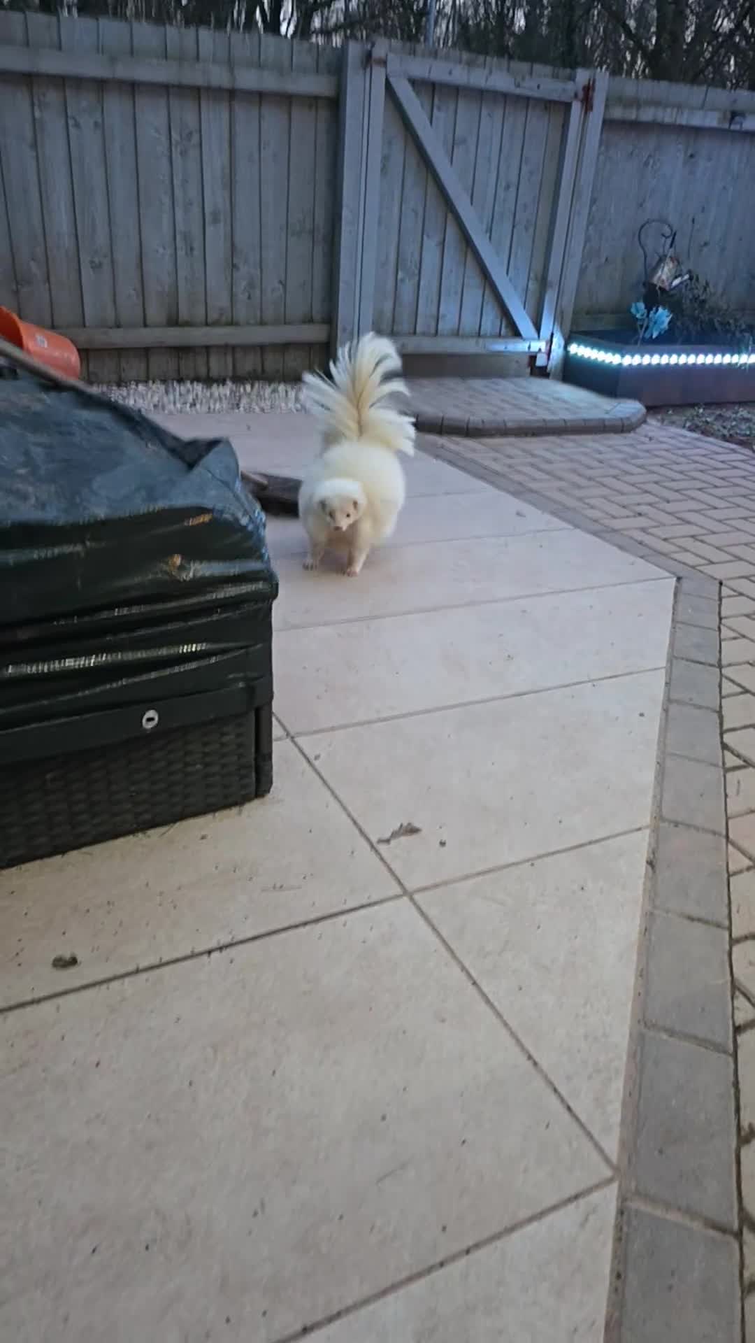 Mixed Breed reptiles for sale: Albino skunk  - Video 2