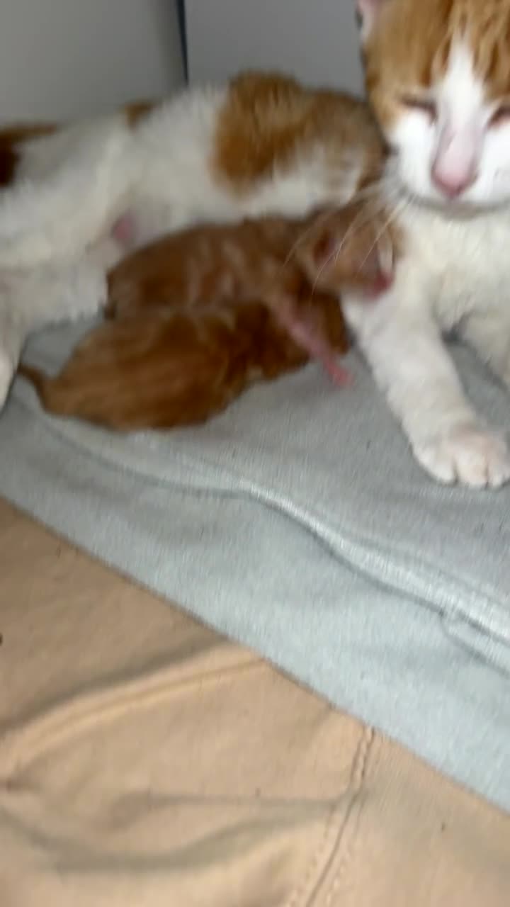 Mixed Breed cats for sale: Ginger males - Video 1
