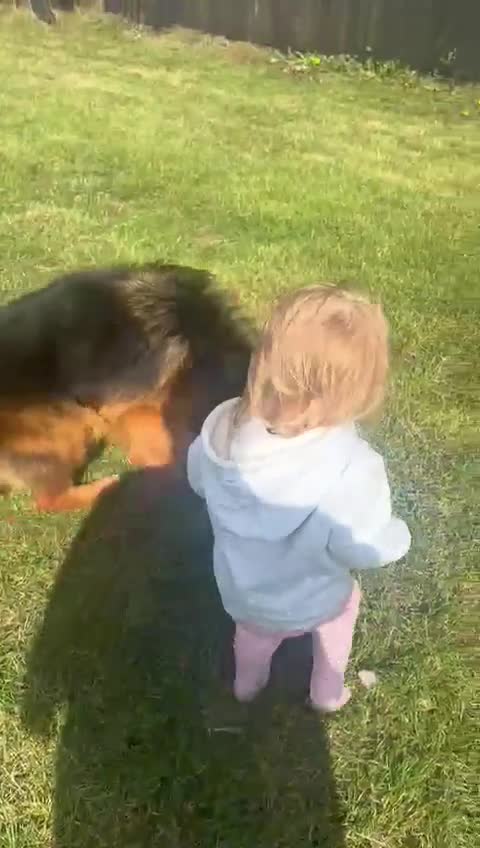 German Shepherd dogs for sale: Gorgeous male long coat  - Video 1