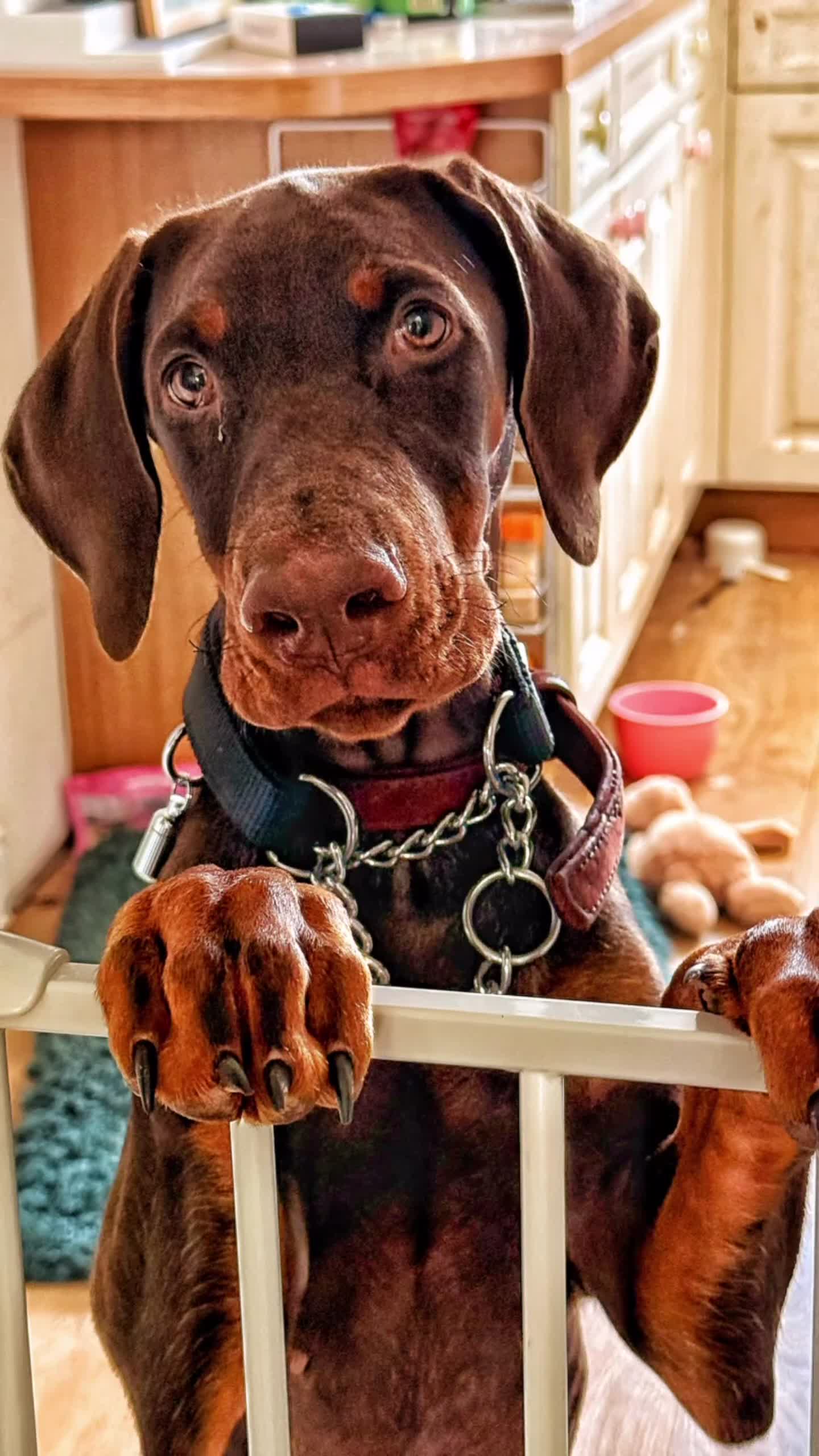Dobermann dogs for sale: 4 Month Zi-Zi  in Paignton - Video 1