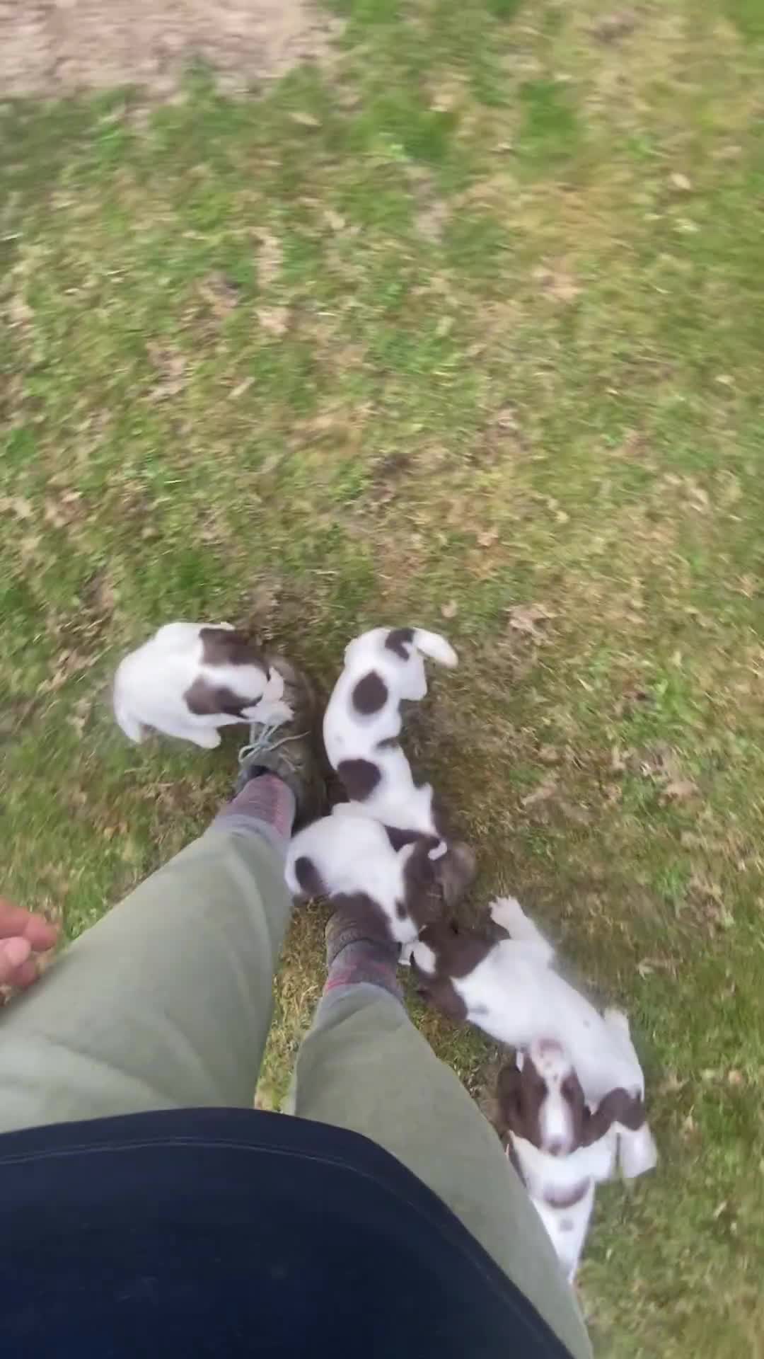 English Springer Spaniel dogs for sale: Exceptional Working & Trialing Lines  - Video 1