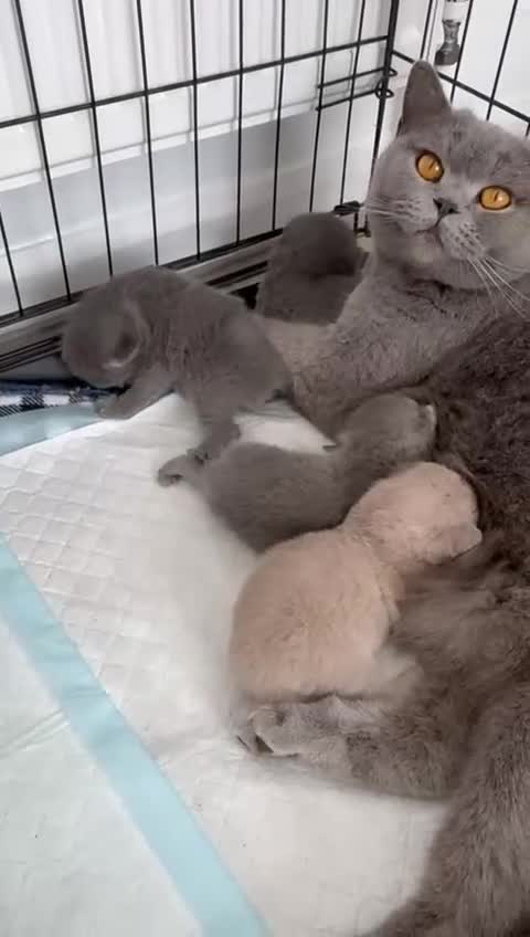 British Shorthair cats for sale: British shorthair kittens up for sale  - Video 5