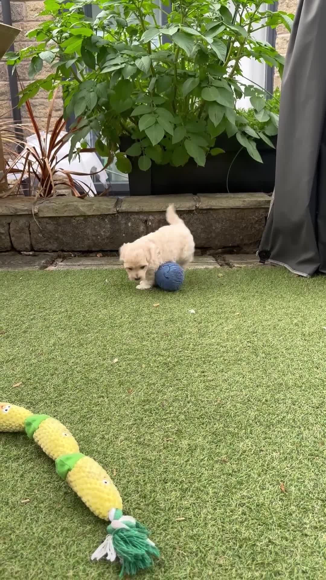 Maltipoo dogs for sale: Stunning F1 Maltipoo pups (newly advertised) - Video 1