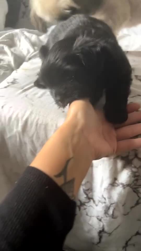 Shih Tzu dogs for sale: Bear 🐻  - Video 1
