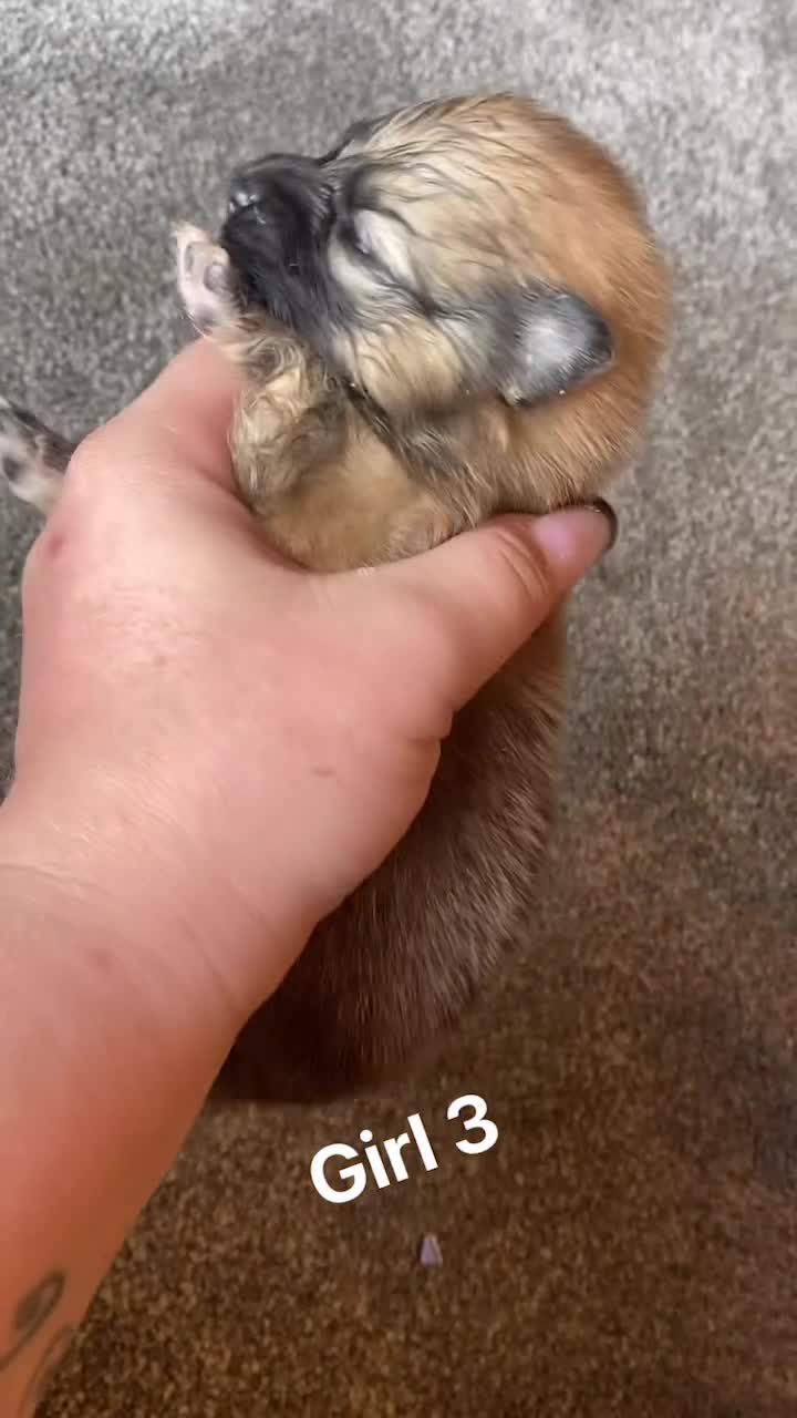 Pomeranian dogs for sale: Pomeranian pups available  - Video 3