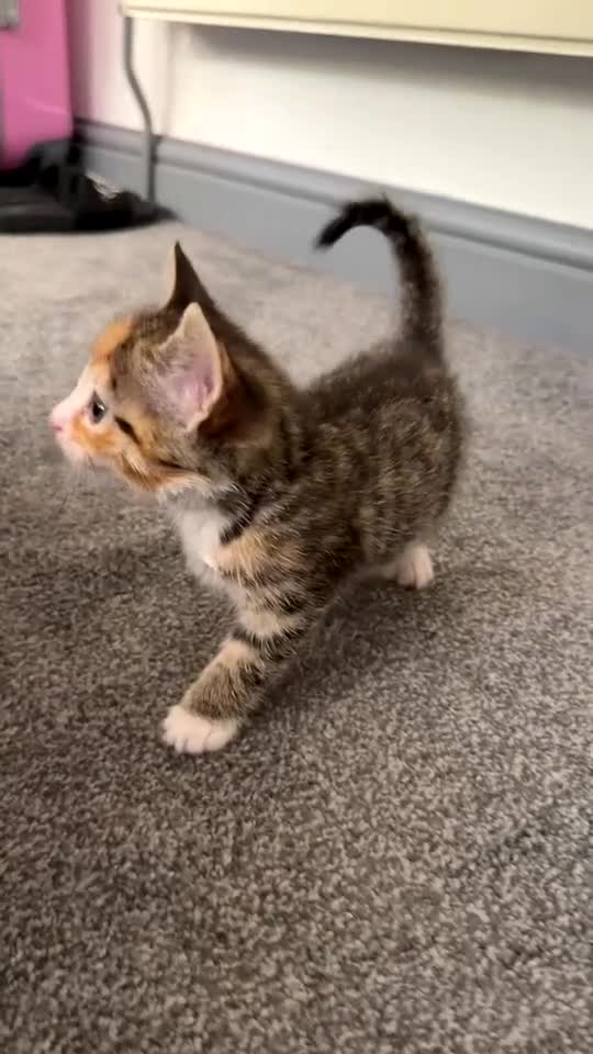 Mixed Breed cats for sale: kittens for sale  - Video 3