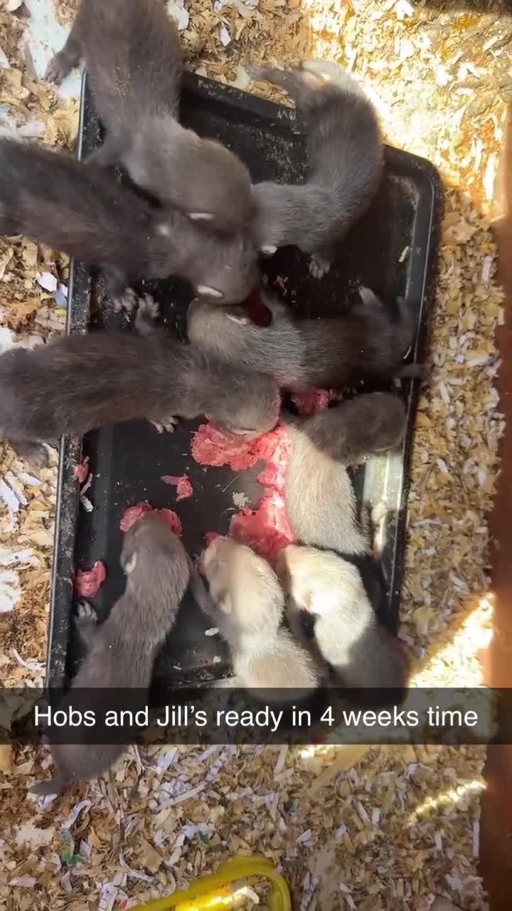 Mixed Breed reptiles for sale: Ferret kits  in Bishop Auckland - Video 2
