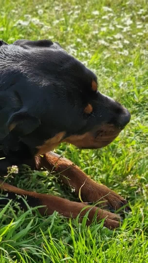 Rottweiler dogs for stud: Rottweiler Rodtang  in Epsom - Video 1