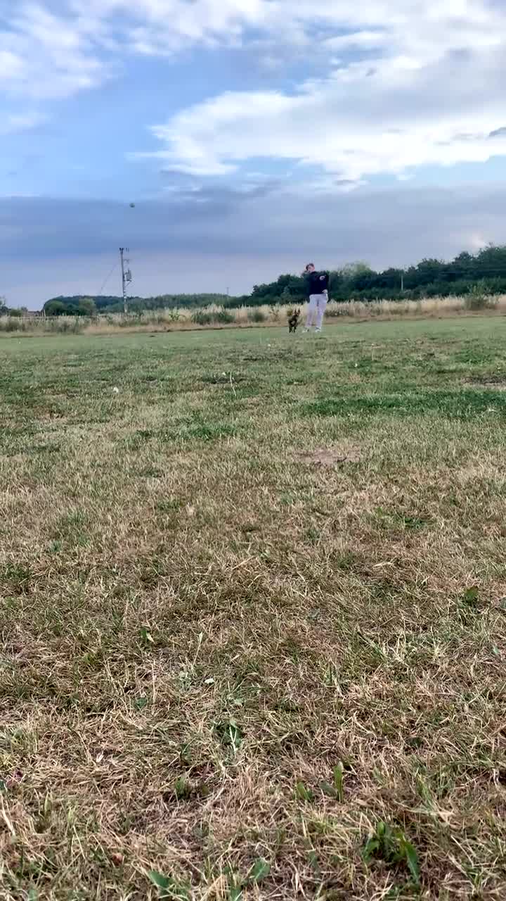 Mixed Breed dogs for sale: malinois x lurcher  - Video 3