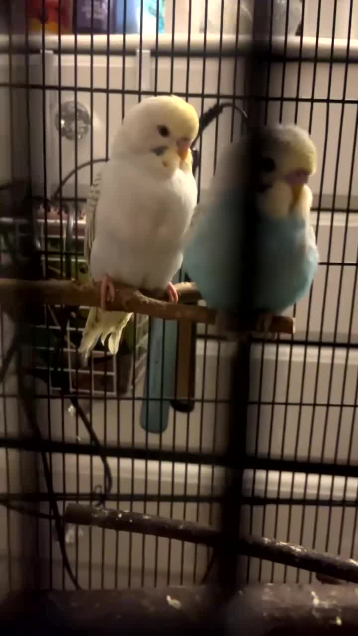 Budgerigars birds for sale: budgies - Video 1