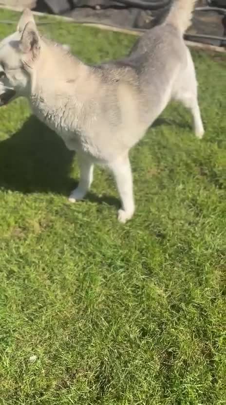 Siberian Husky dogs for sale: Florand  in Bexleyheath - Video 1