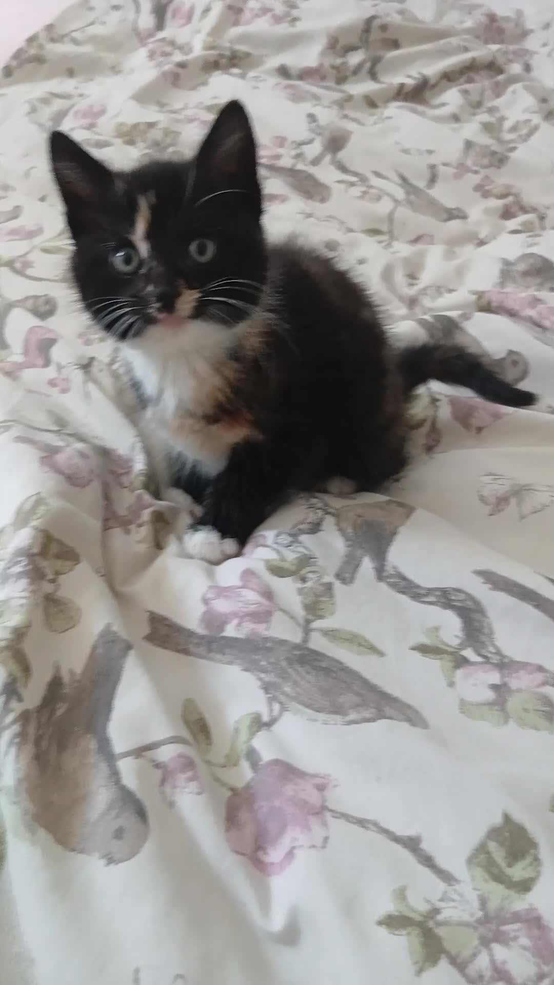 Mixed Breed cats for sale: 5 beautiful kittens for sale - Video 5