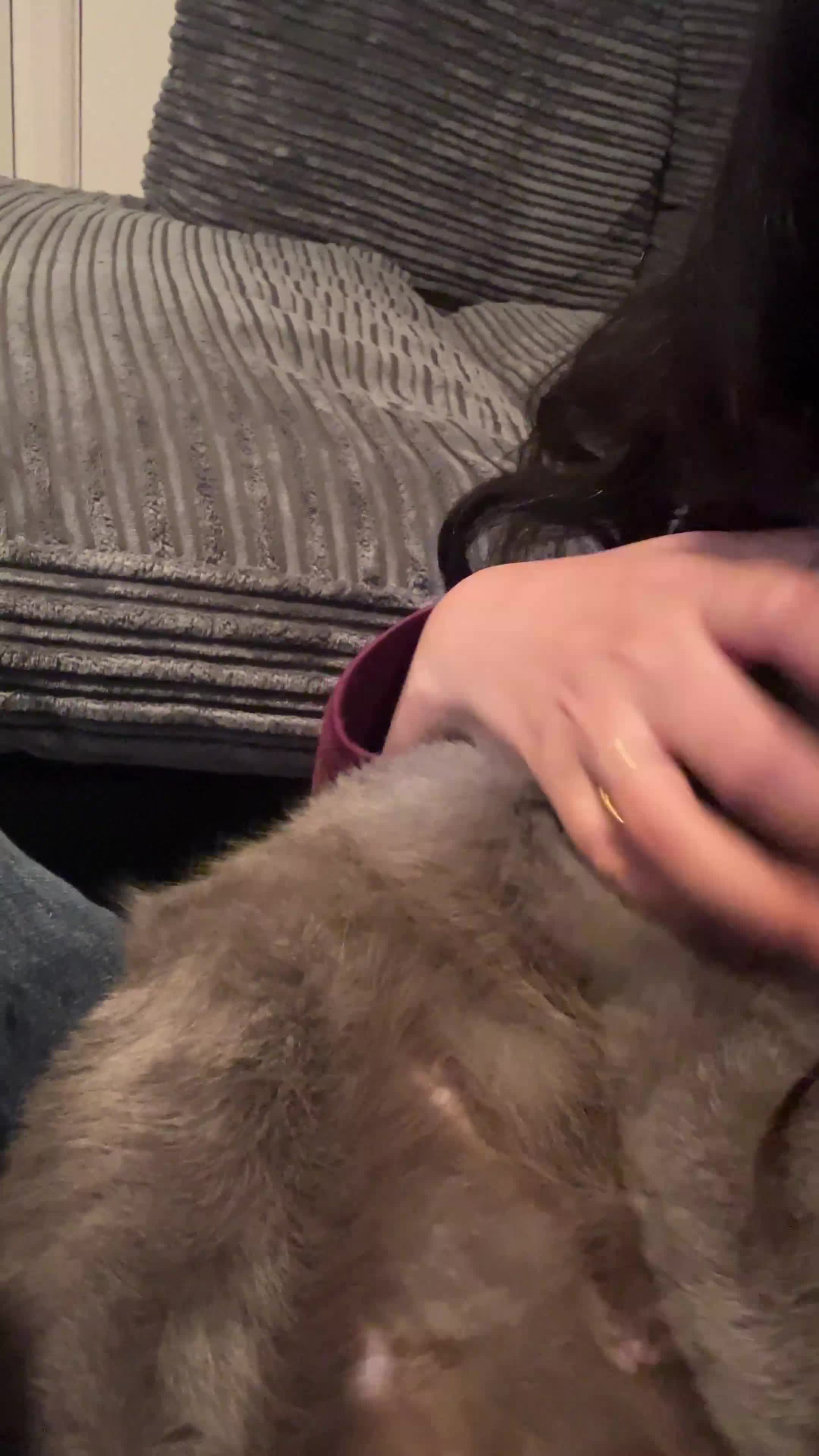 British Shorthair cats for sale: British short hair - Video 1