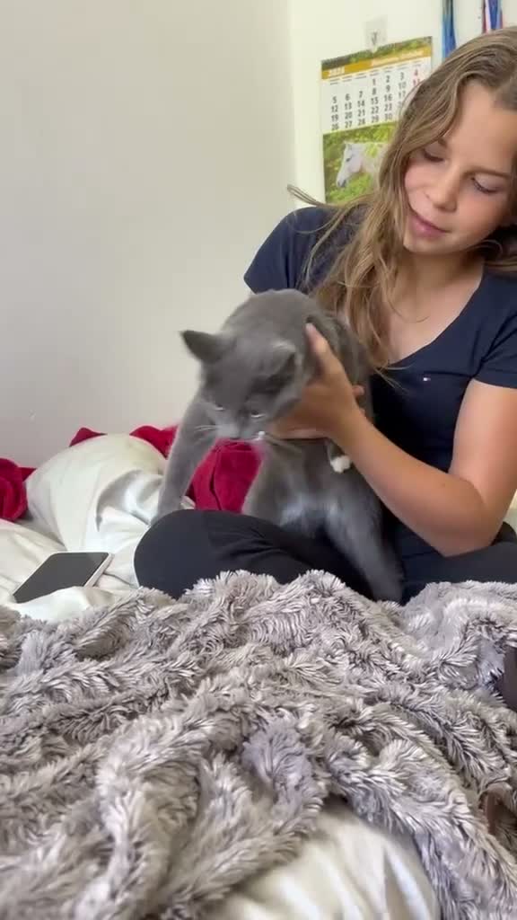 Mixed Breed cats for adoption: ❤️🐱 STORM – DON'T LET HER NAME FOOL YOU in Derby - Video 1