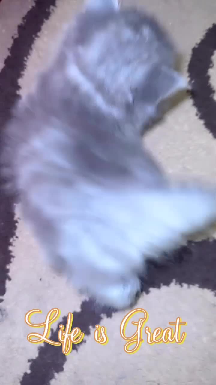 British Shorthair cats for sale: British short hair kittens  - Video 3