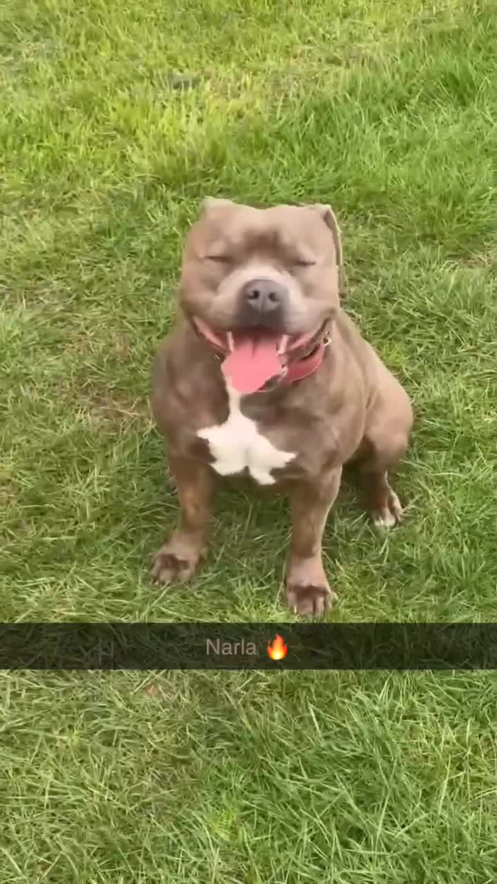 Staffordshire Bull Terrier dogs for sale: Blue Staffordshire bull terrier - Video 3