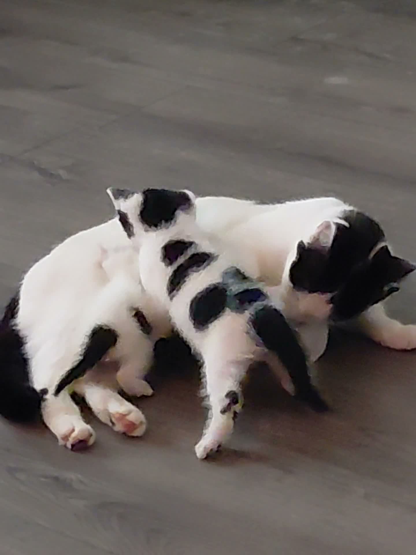 Mixed Breed cats for sale: Kittens ready now  - Video 1
