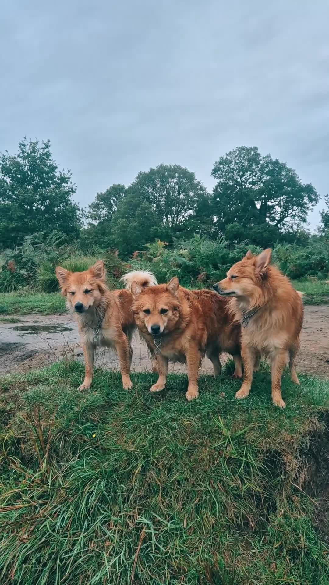Mixed Breed dogs for sale: Italian Volpino puppies 🦊 - Video 4