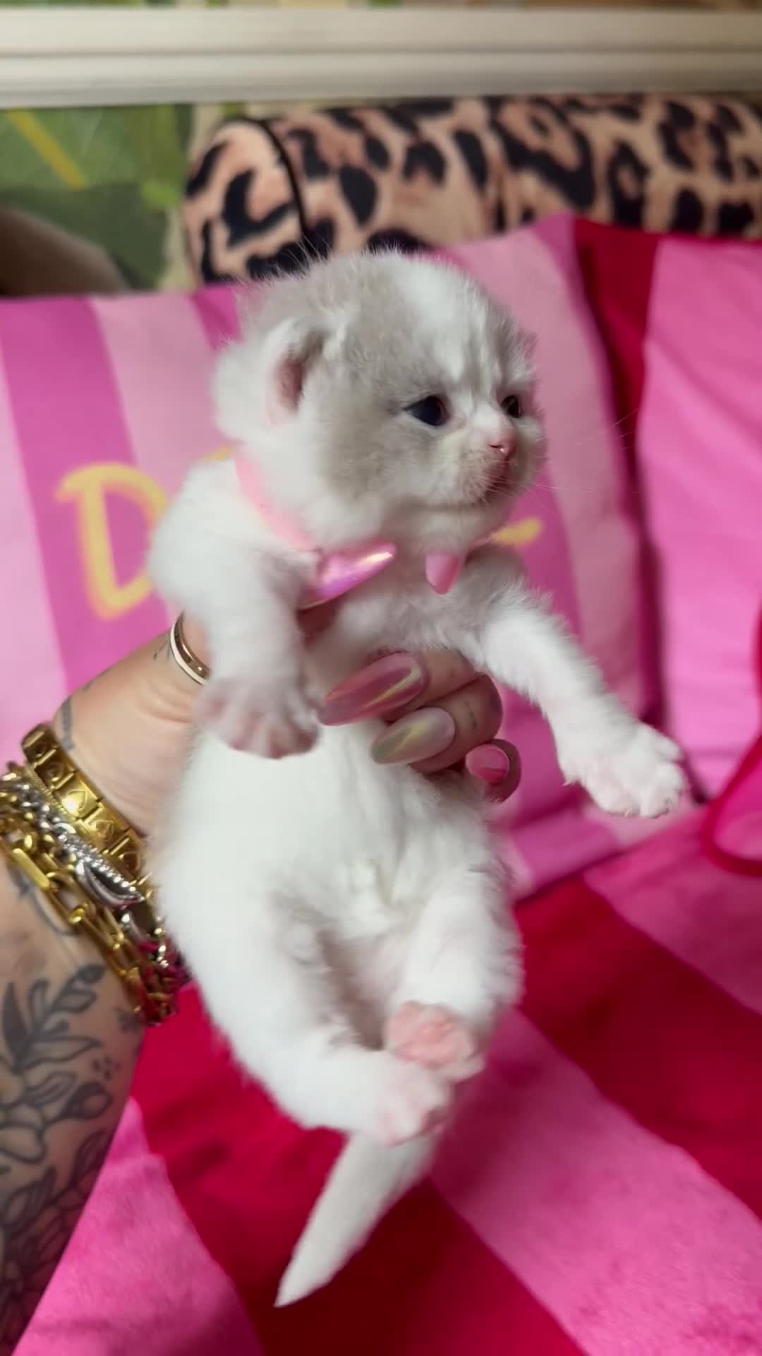 British Shorthair cats for sale: Champion Line British Shorthair Kittens 😻🥇🏆🐾 - Video 1