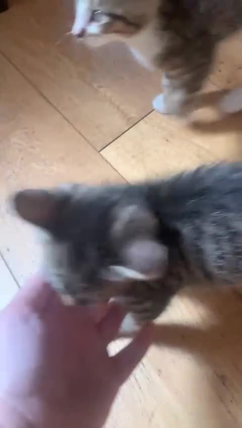 Mixed Breed cats for sale: Beautiful Half Sphynx Kittens - Video 1