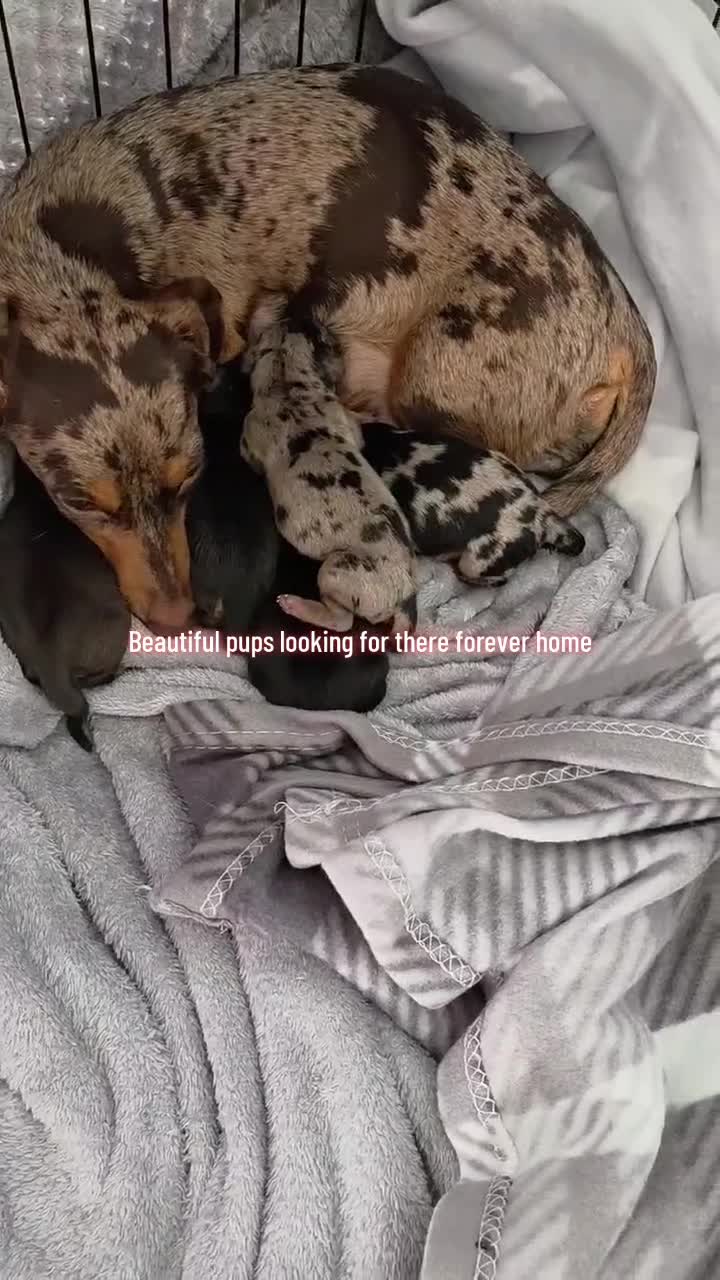 Dachshund dogs for sale: Silver dapple,black n tan ,chocolate tan - Video 1